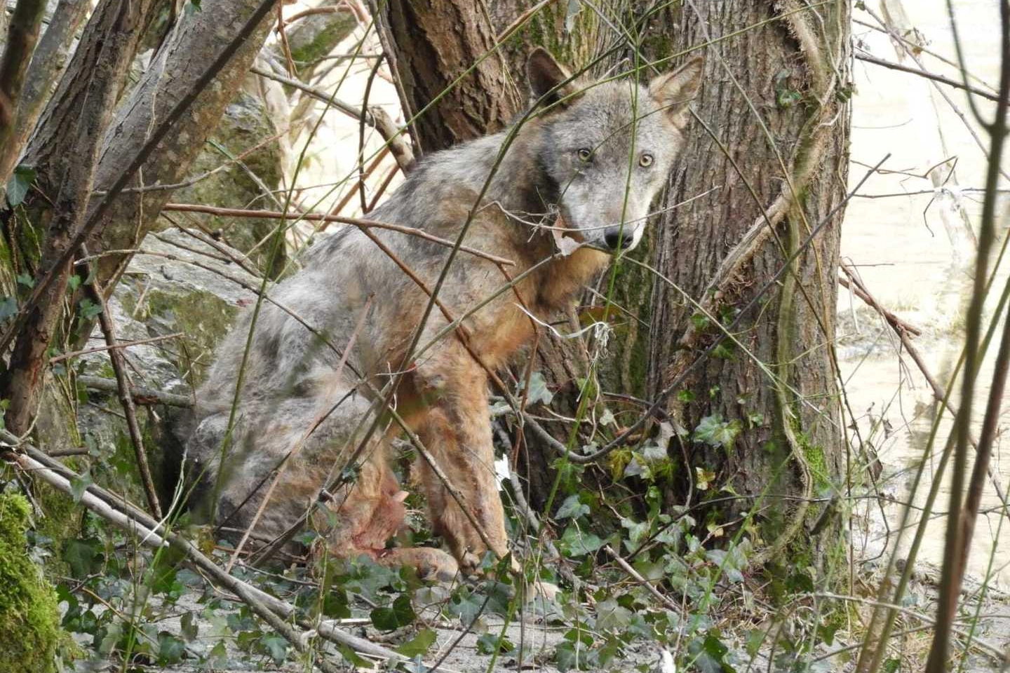 Il lupo di due anni salvato dal personale Anas Campania