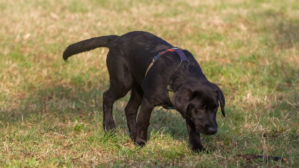 Cucciolo di labrador nero (Foto L.Gallitto)