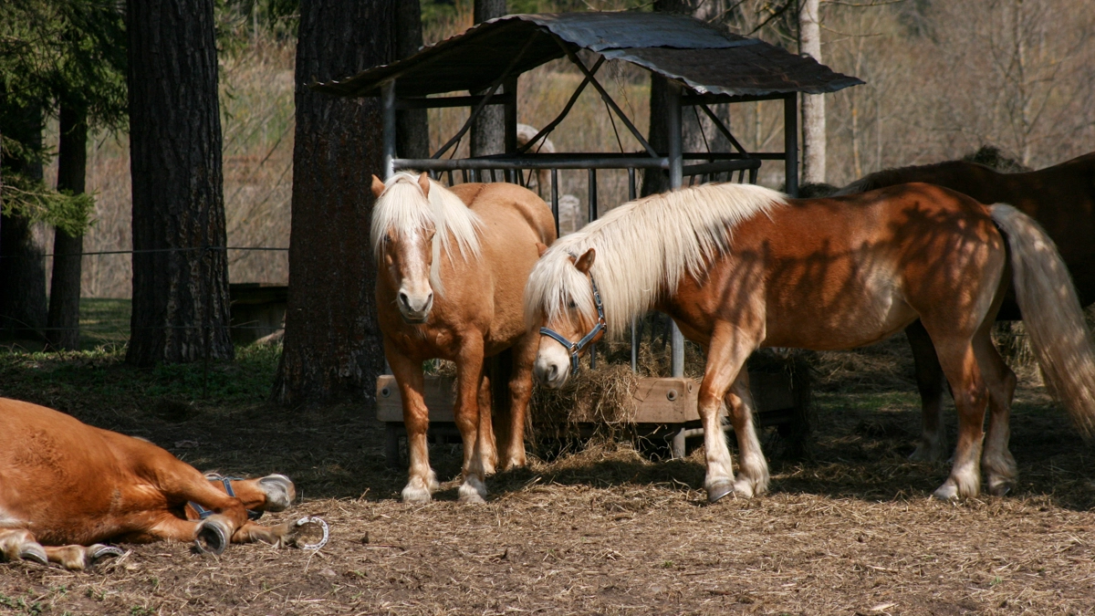 Cavalli da tiro in una foto L.Gallitto