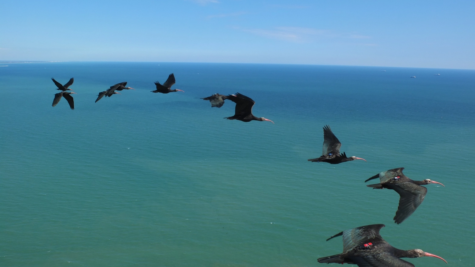 Ibis in volo sull'Adriatico