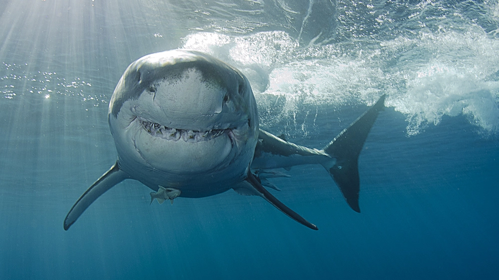 Gli straordinari ritratti di squali del fotografo Euan Rannachan