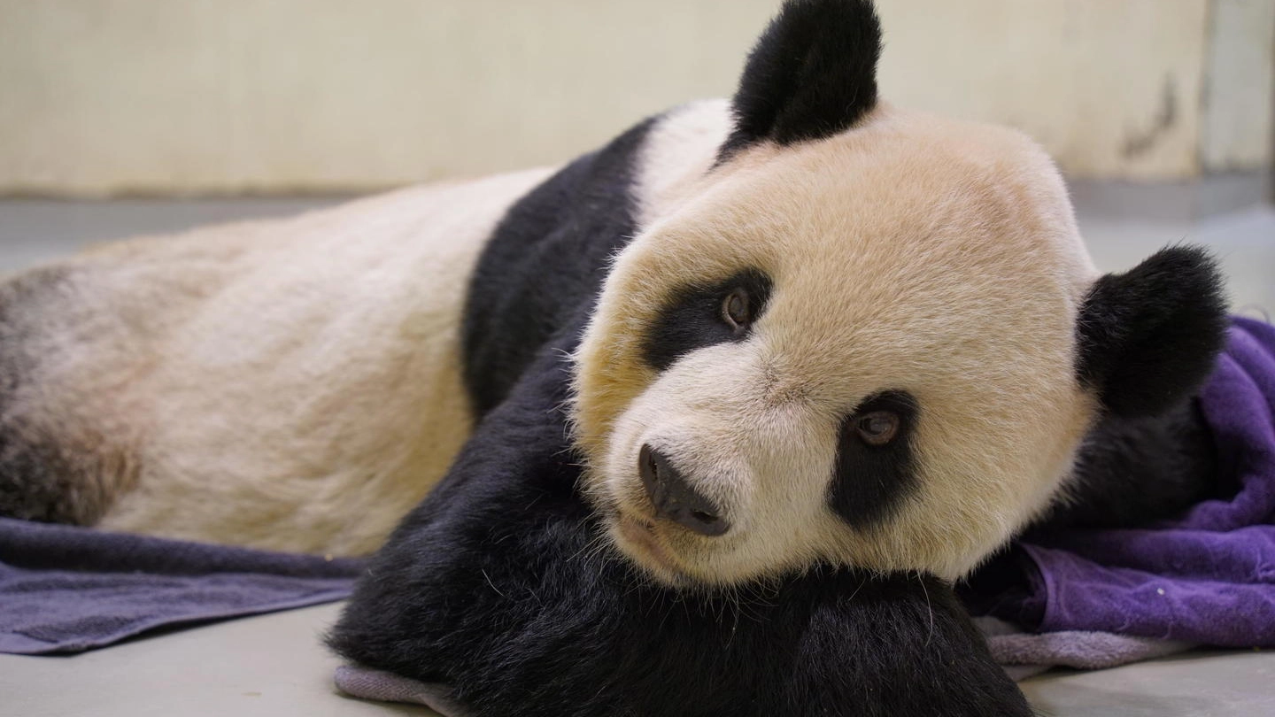 Tuan Tuan, il panda gigante dello zoo di Taipei (Ansa)