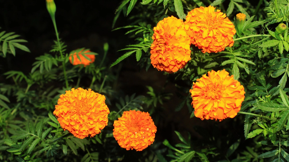 I fiori arancioni della calendula: belli e utili contro i parassiti