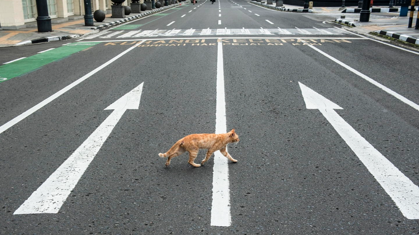 Coronavirus, gatto attraversa la strada in una città deserta (Ansa)
