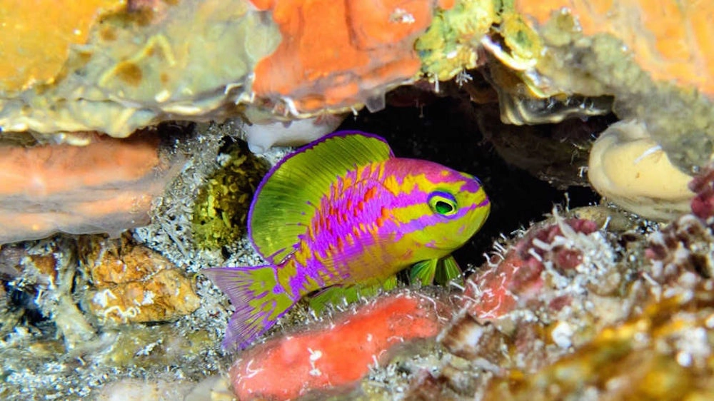 Il nuovo pesce Afrodite Tosanoide - foto Luiz Rocha California Academy of Sciences