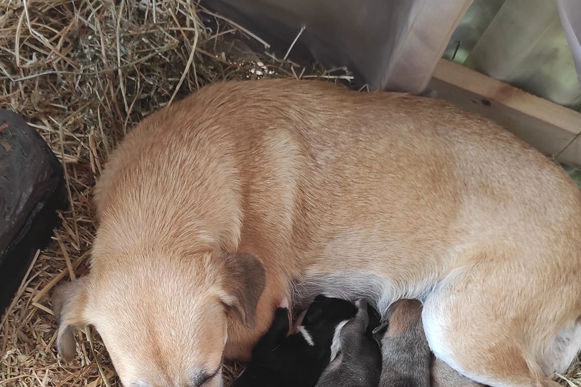 La cagnolina allatta i suoi cuccioli nel presepe 