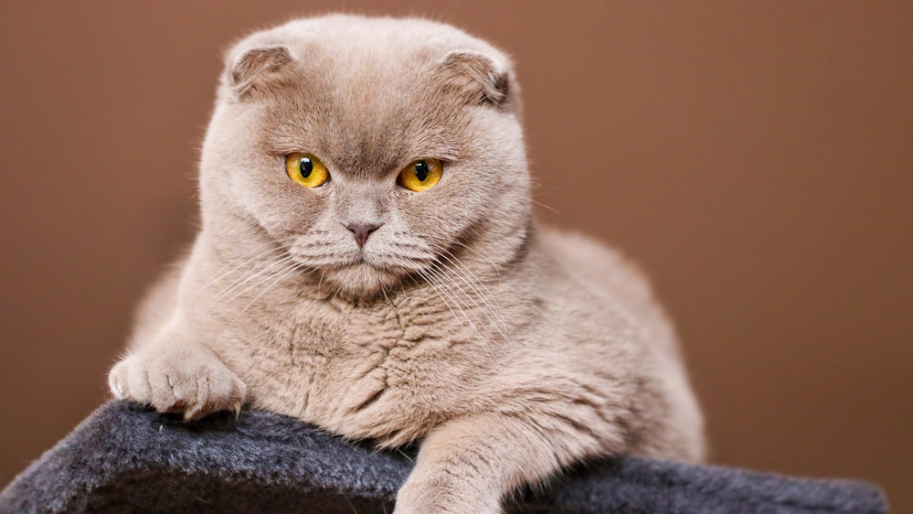 Un gatto di razza Scottish Fold, con il caratteristico muso schiacciato 