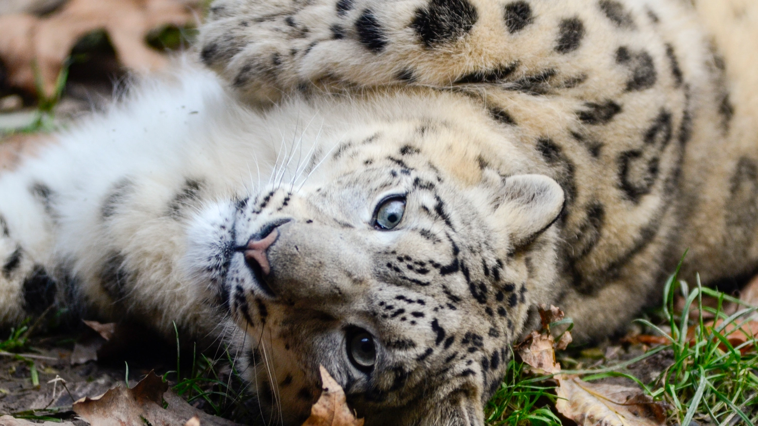 Leopardo delle nevi in una foto del Wwf
