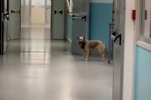 Un frame del video: cani randagi nell'ospedale di Lamezia Terme