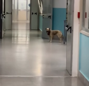 Lamezia Terme (Catanzaro), cani randagi nei reparti dell’ospedale: ecco il video choc