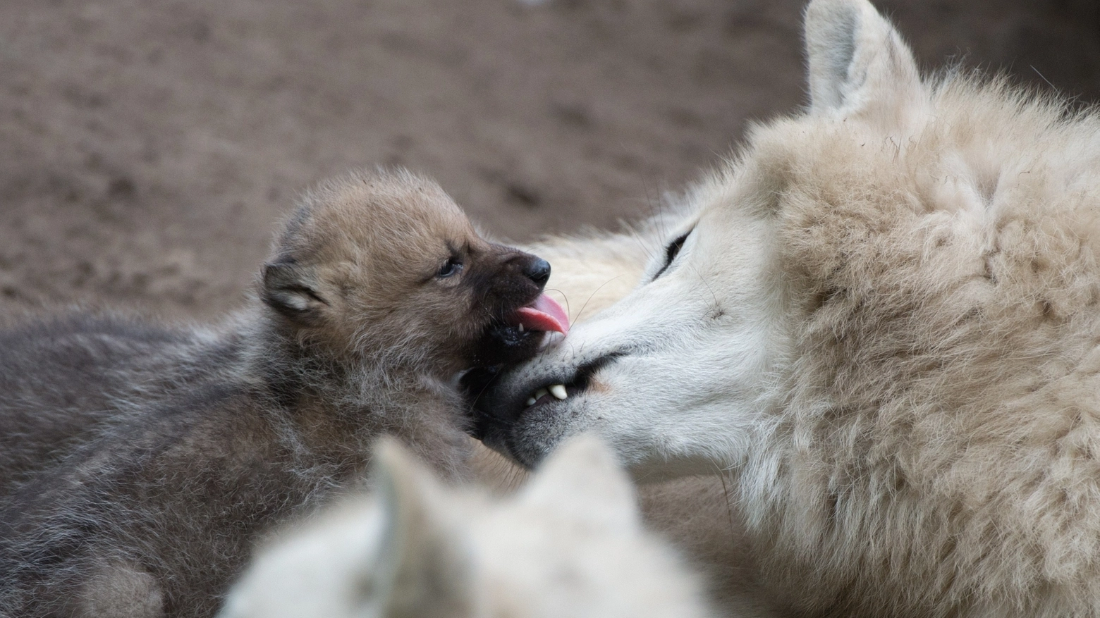 Cucciolo di lupo in una foto AFP