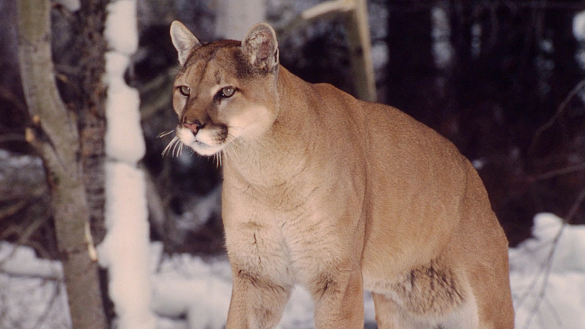 Puma in una foto del WWF