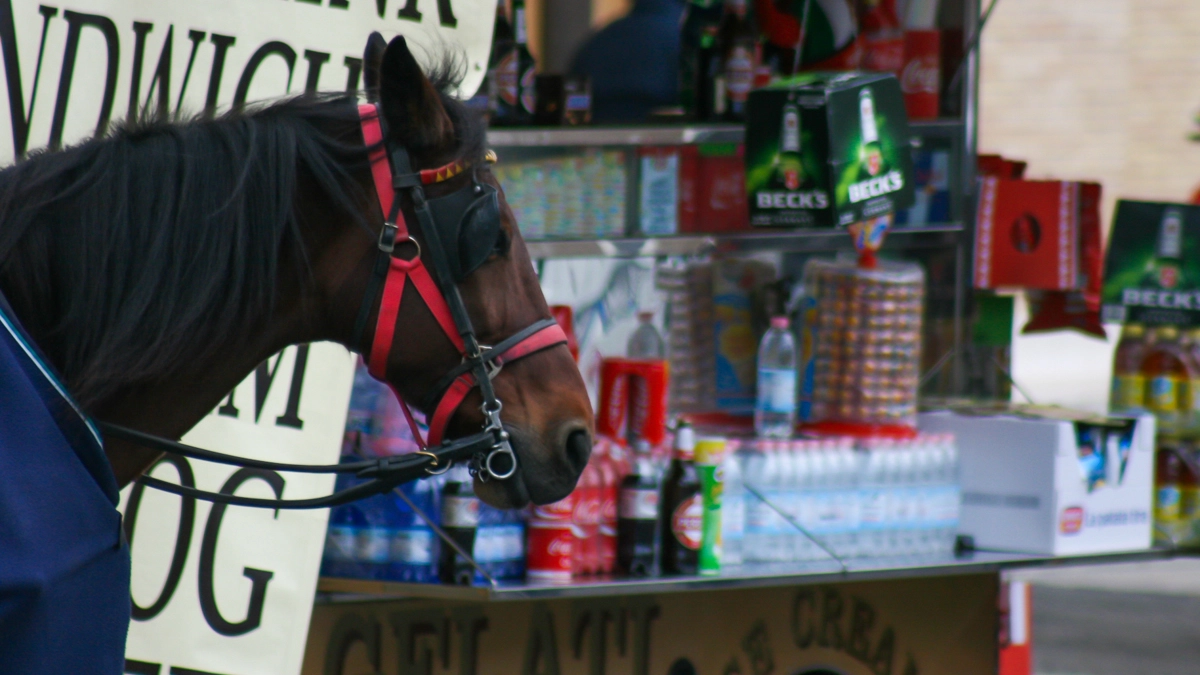 Cavallo della Botticella (Foto L.Gallitto)