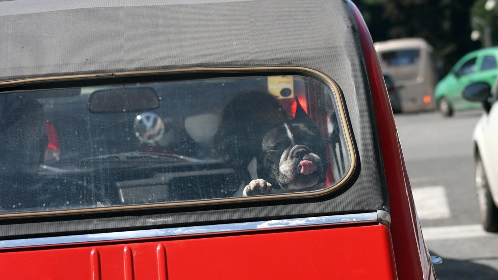 Cane in auto in una foto L.Gallitto