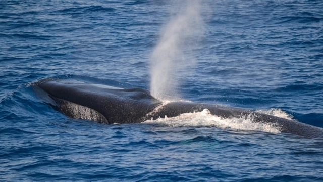 Balena in mare, foto di archivio 