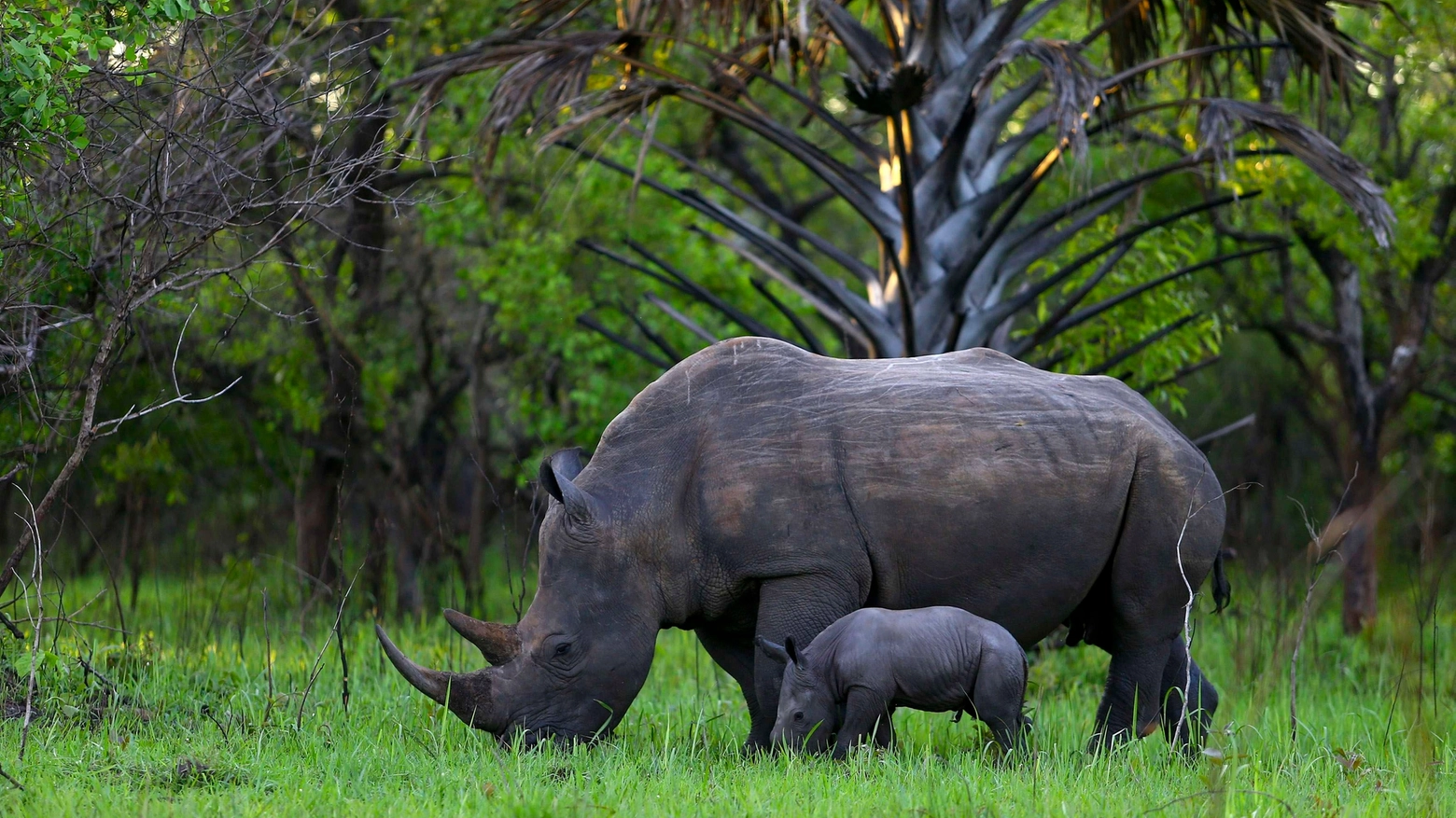 Rinoceronte con cucciolo in Africa (Foto Reuters)