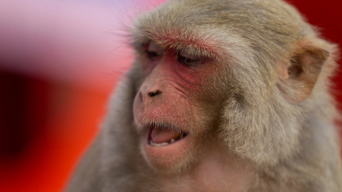 Macaco in una foto L.Gallitto