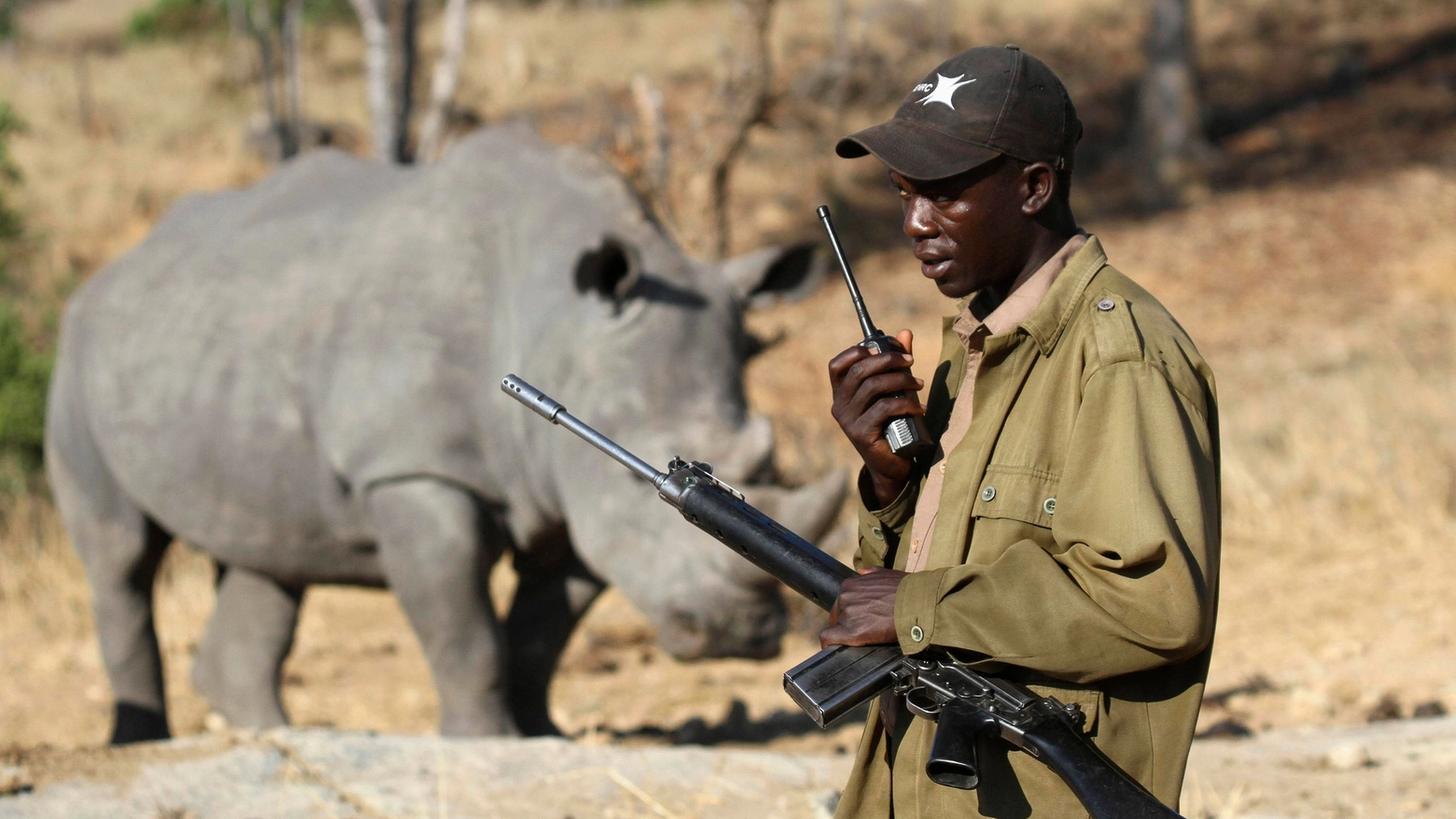 Rinoceronte bianco vegliato da un Ranger in Africa