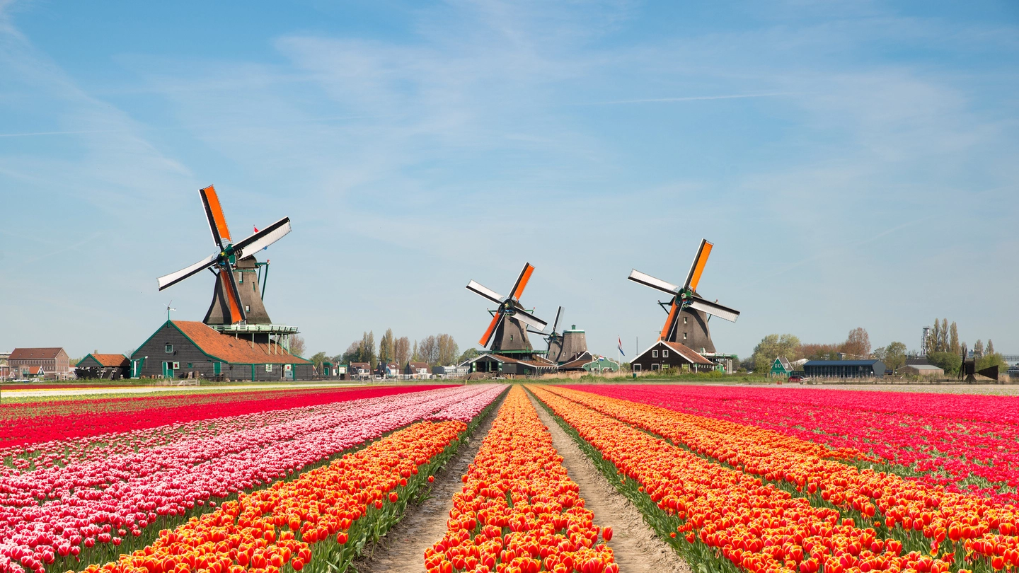 Mulini a vento e tulipani nella campagna dei Paesi Bassi (iStock)