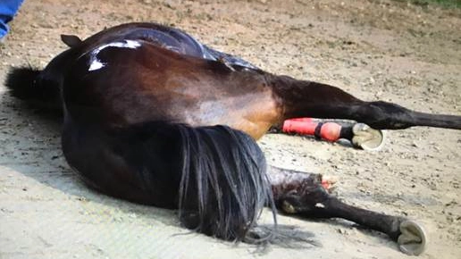 Il cavallo a terra dopo l'incidente