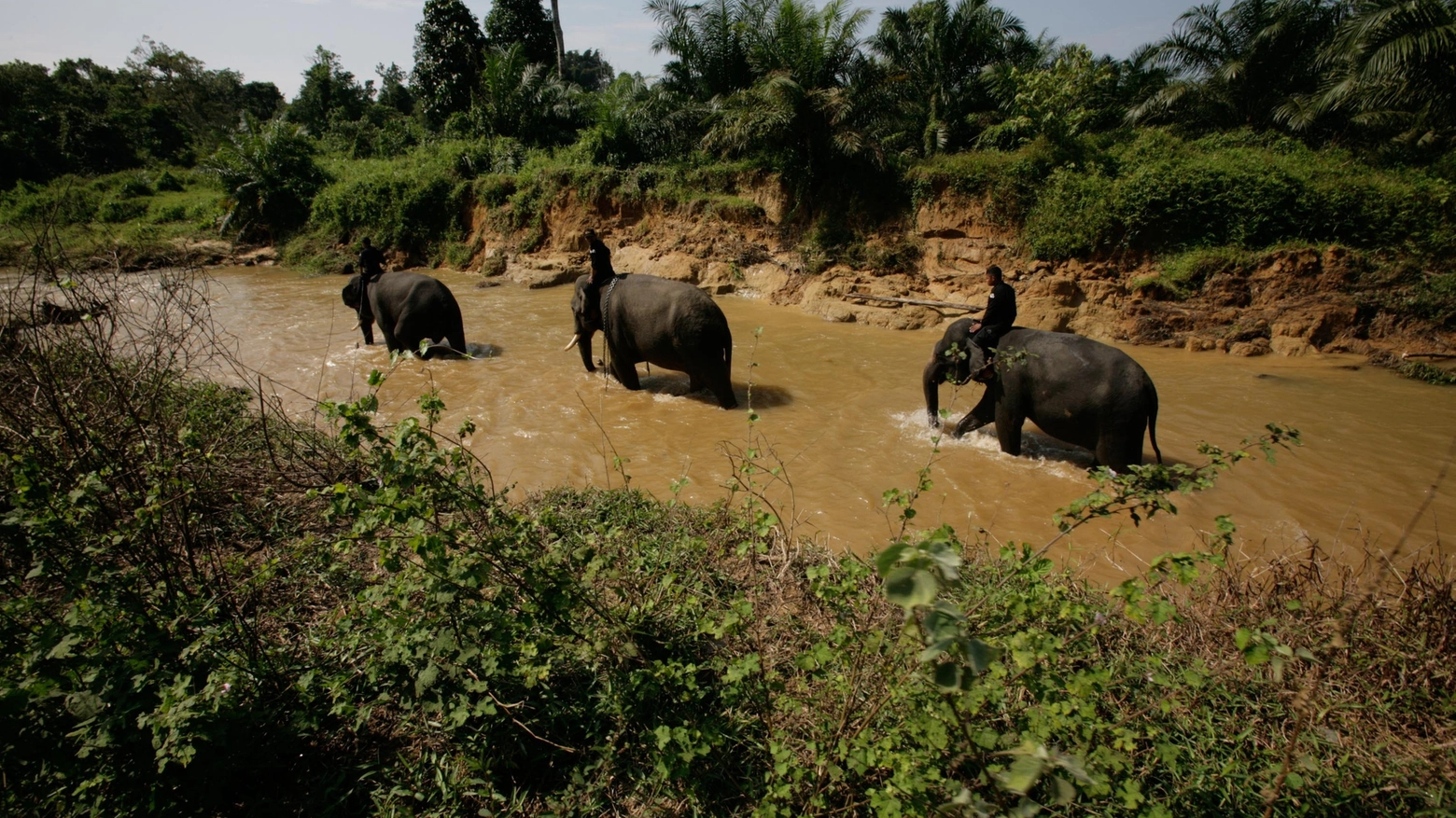 Ranger sugli elefanti in Indonesia (Foto AFP)