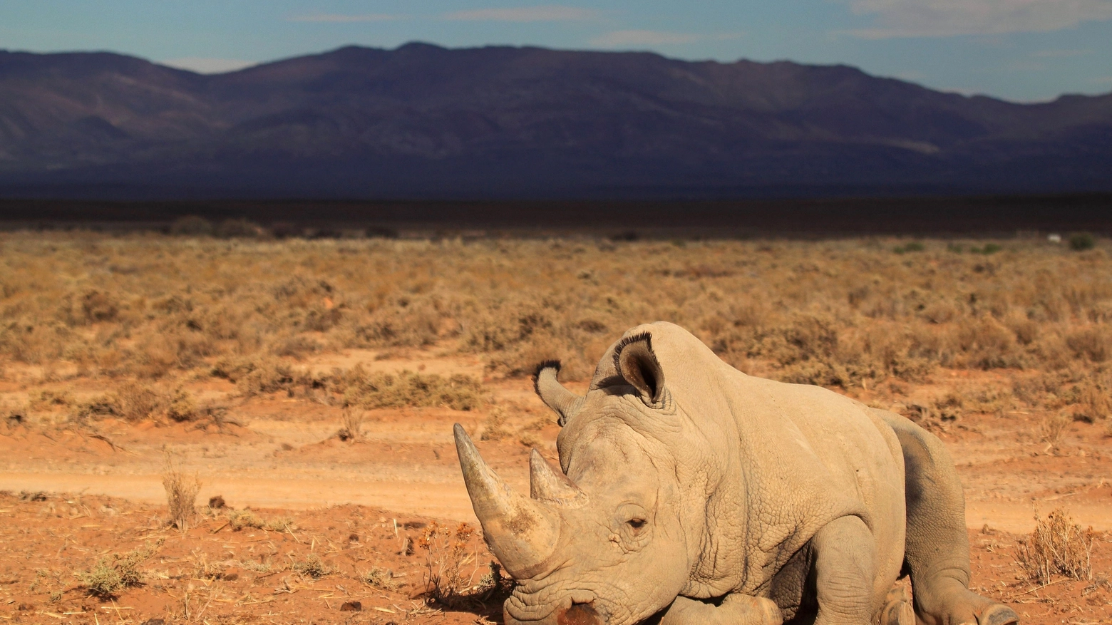 Rinoceronte in una foto AFP