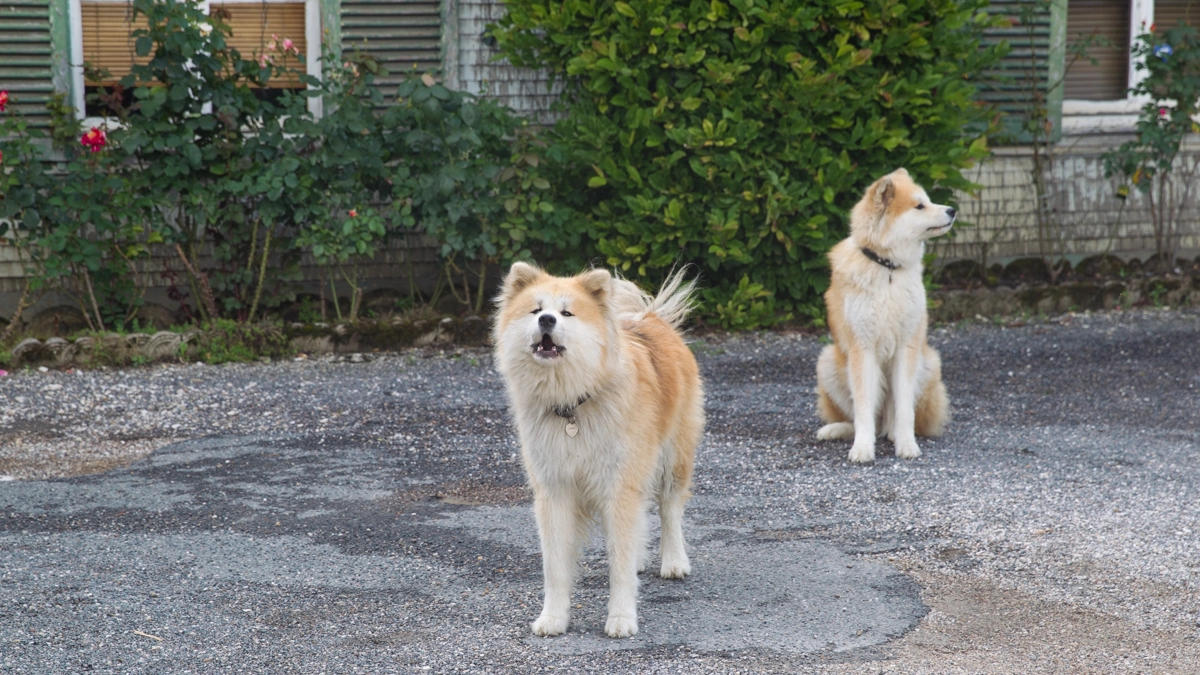 Cani in una foto L.Gallitto