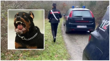 Manziana, morto sbranato da tre rottweiler mentre fa jogging: sedati e catturati i cani