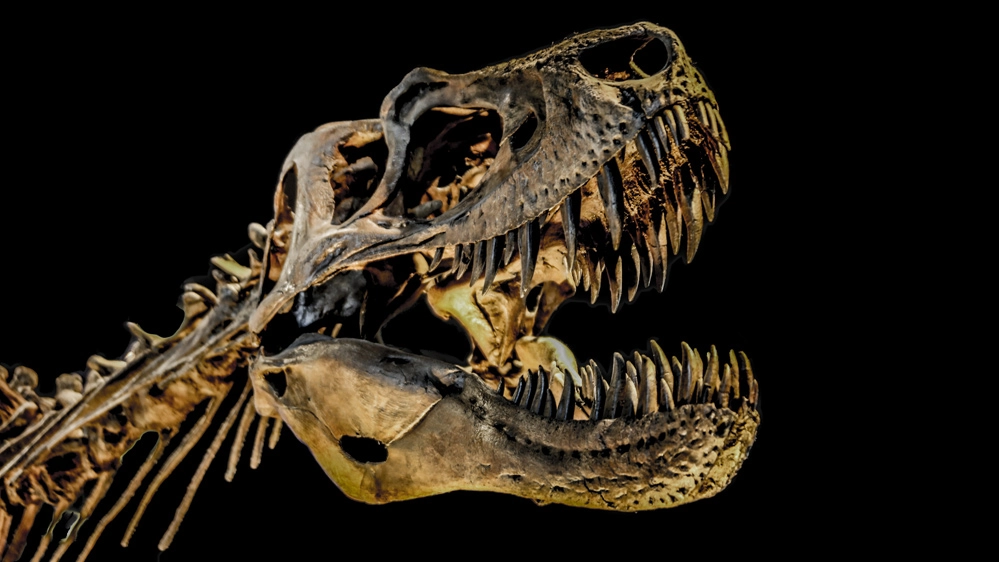 Le mascelle del T. rex erano una sorta di organo sensoriale con cui sceglieva il cibo