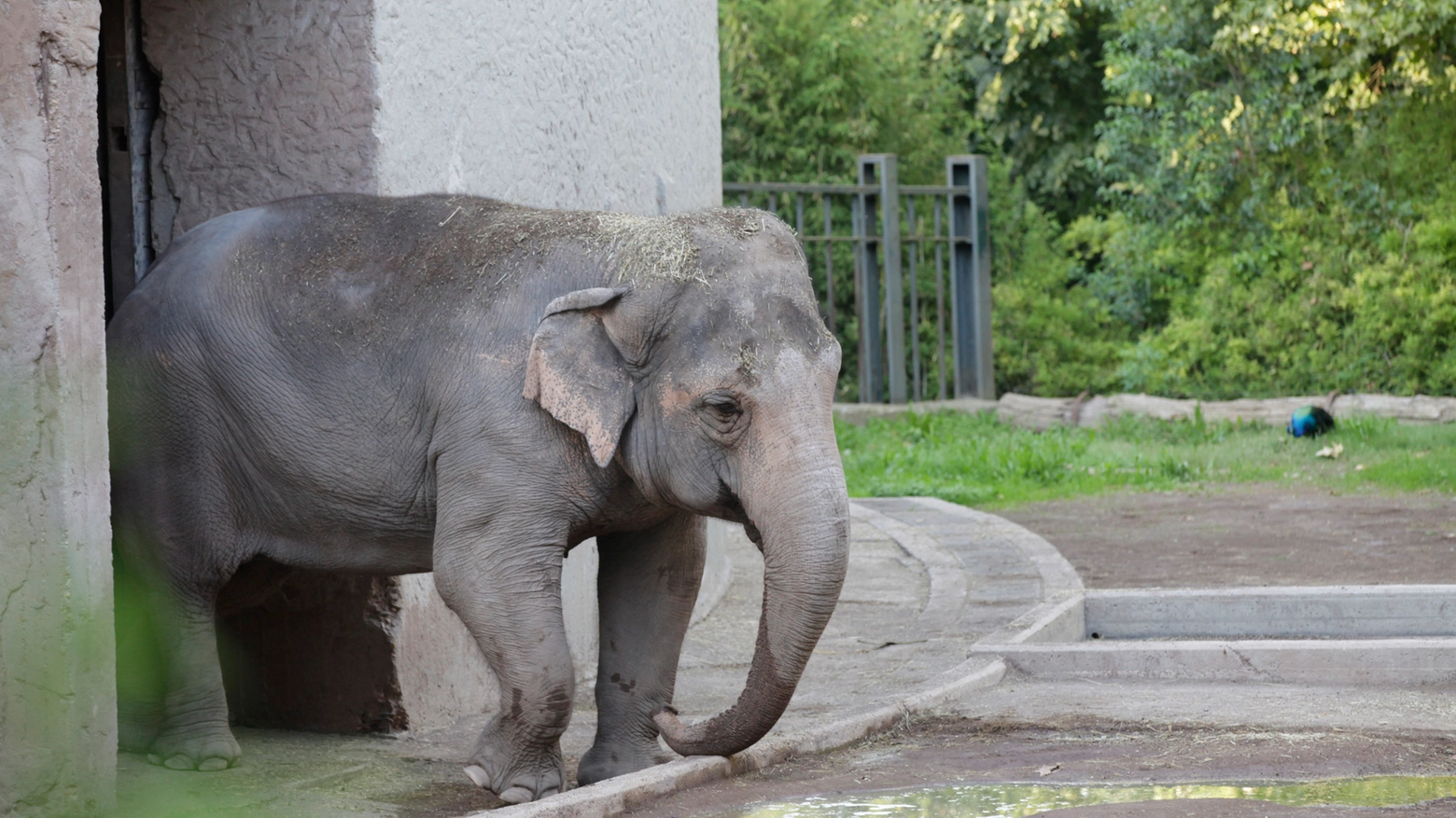 Elefante di uno zoo in un'immagine di repertorio (Foto L.Gallitto)