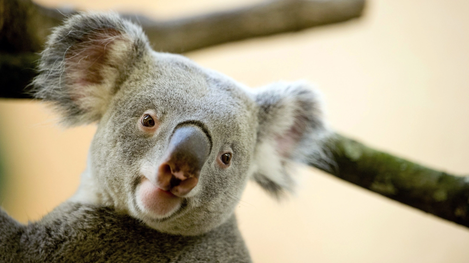 Koala in una foto AFP