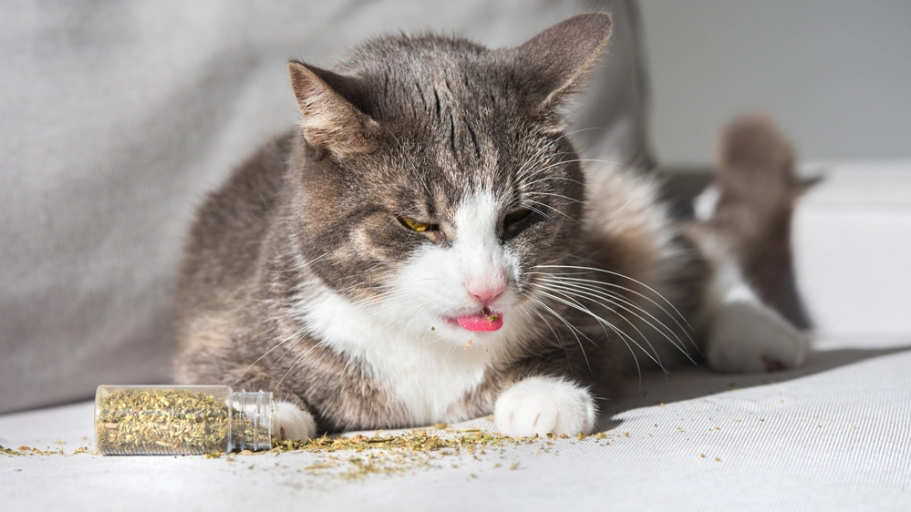 Un gatto sotto l'effetto euforico dell'erba gatta