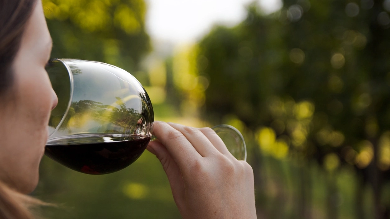 close up of a young woman drinking red wine from a glass in a vineyard