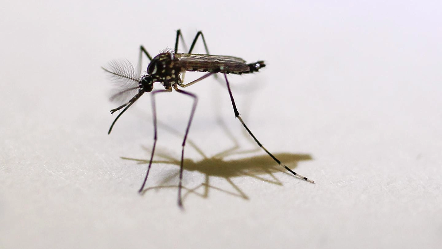 Una zanzara che diffonde il virus Zika (Ansa)