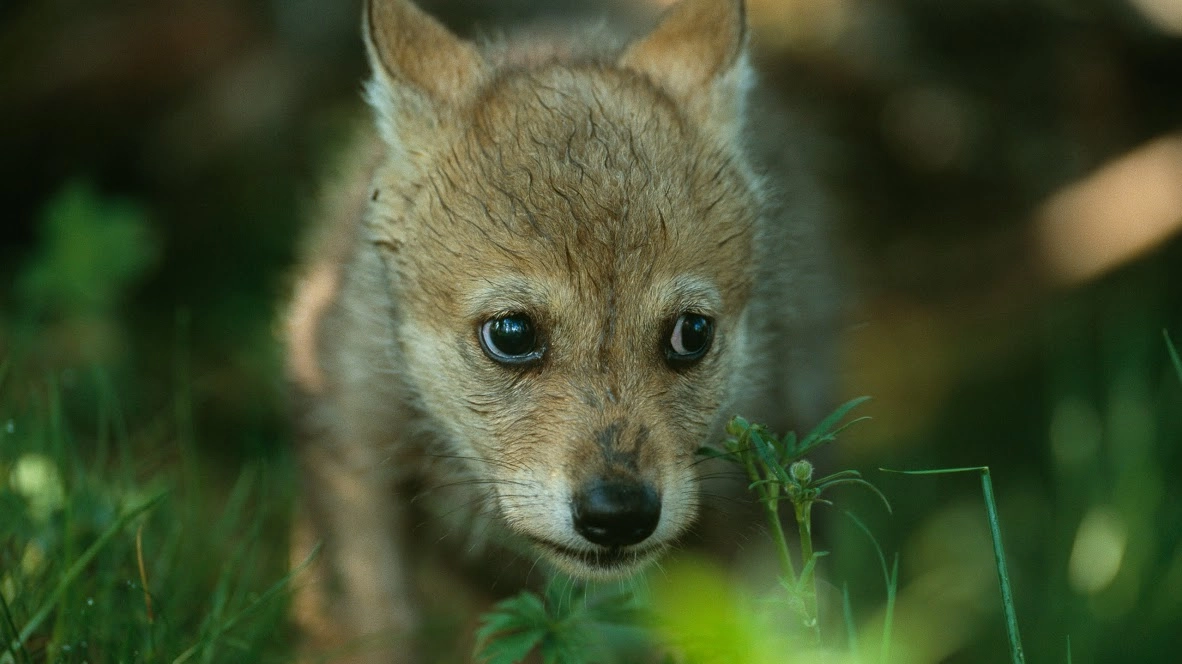 Cucciolo di lupo in una foto del Wwf