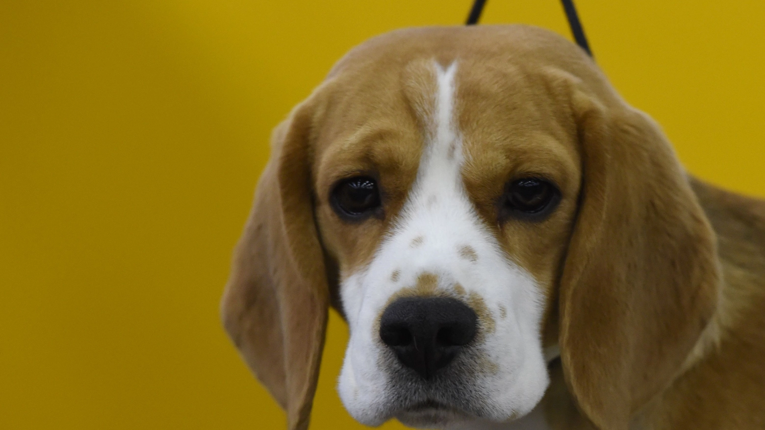 Beagle in una foto AFP