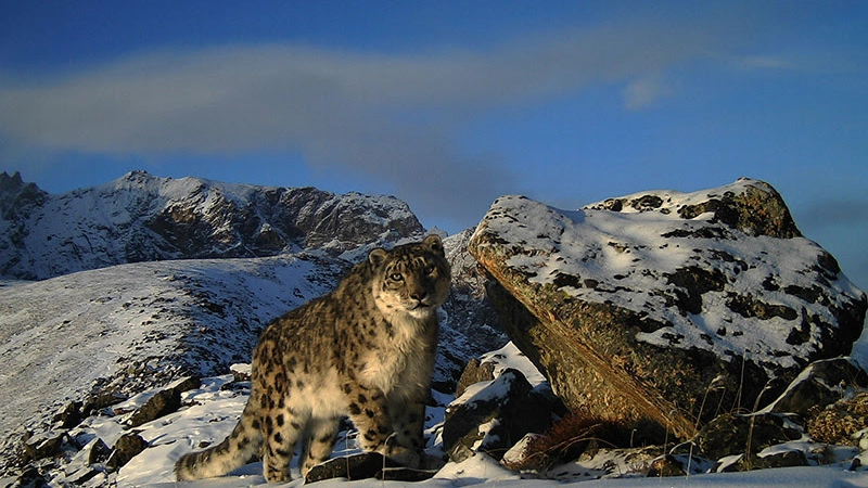 Leopardo delle nevi in una foto del WWF