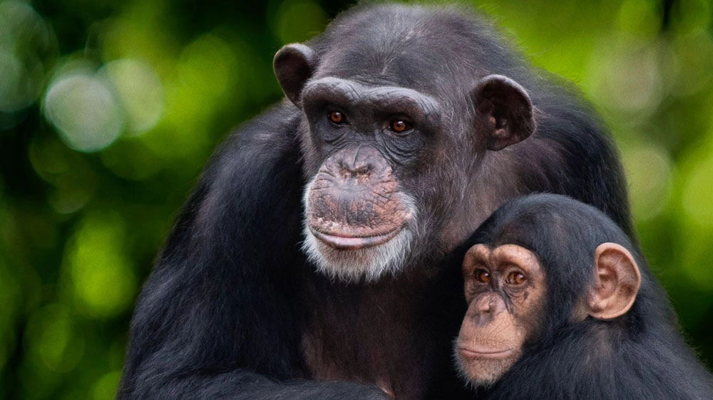 Due scimpanzé (foto National Geographic/Walt Disney Company)