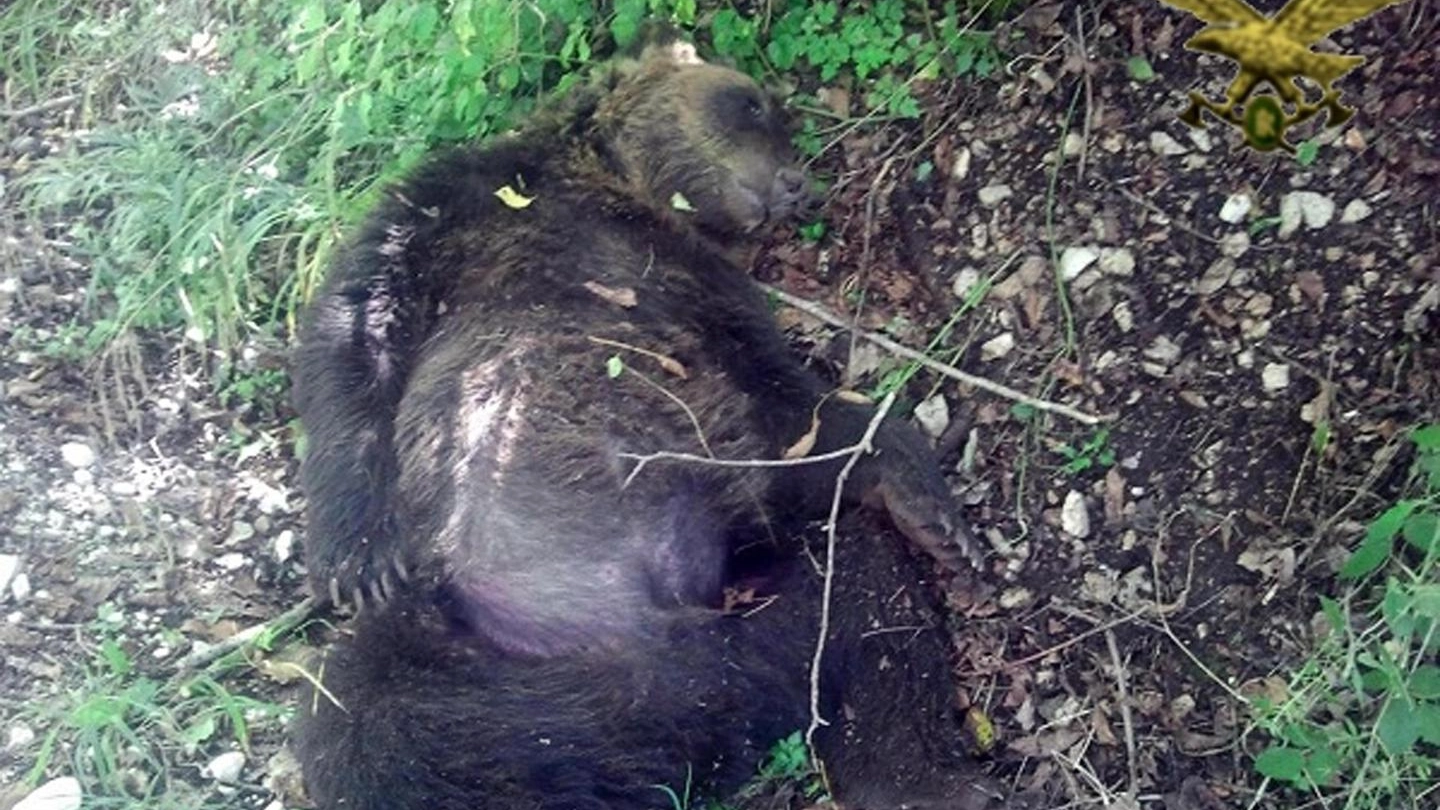 L'orso trovato morto in Abruzzo (Ansa)