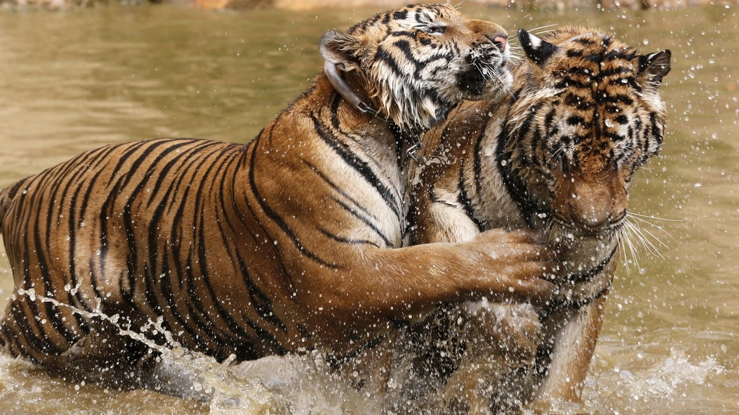 Tigri in una foto Lapresse