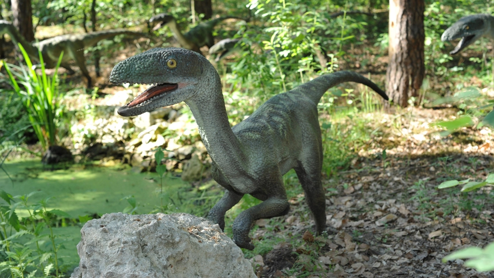 Il misterioso animale filmato in Florida è un velociraptor, un tacchino o una iguana?