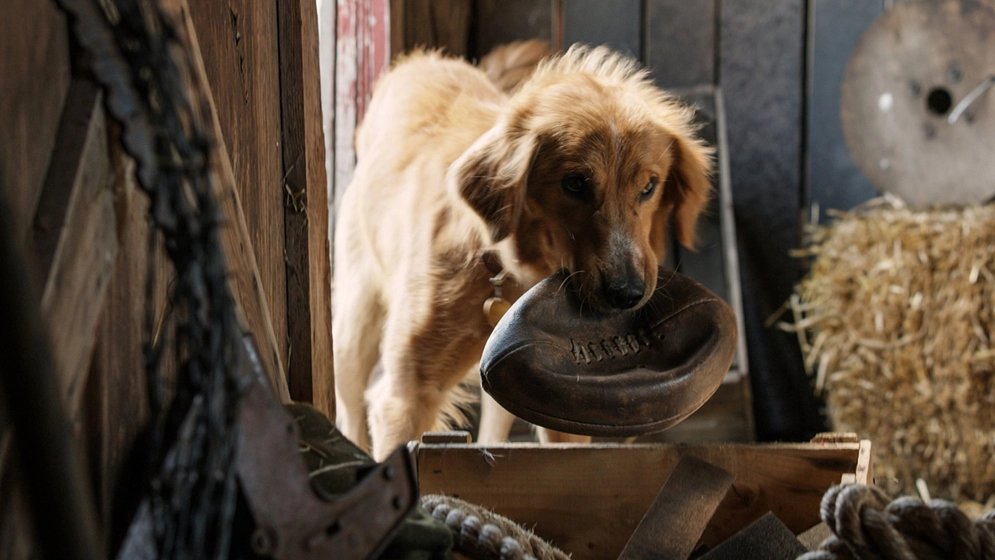 Una scena del film A Dog's Purpose – Foto: Amblin Entertainment