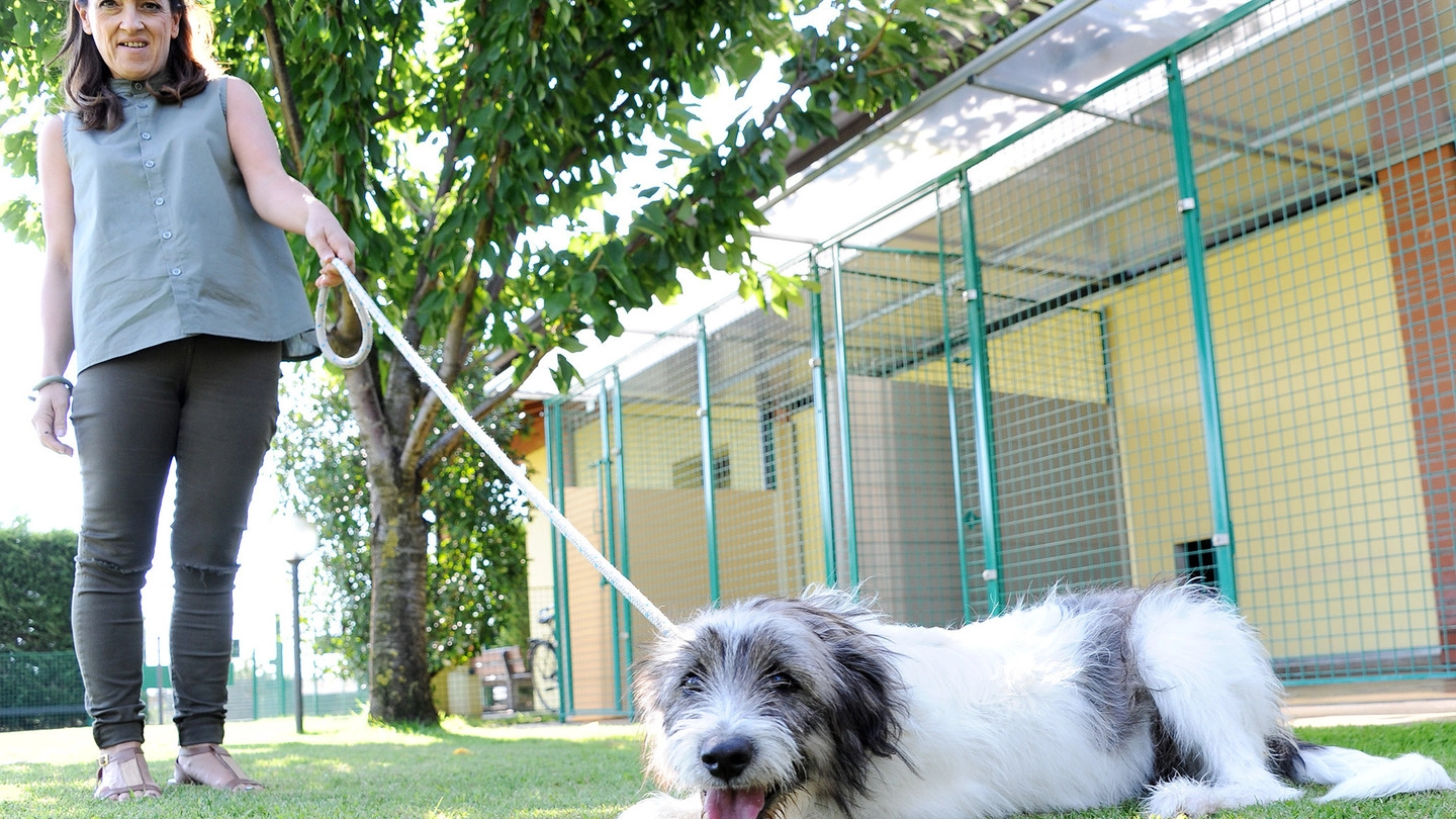 Il cane pronto per l'adozione: è stato affidato ai volontari del canile