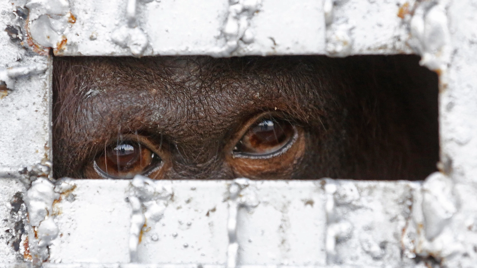 Occhi di orangutango (Foto Ansa)