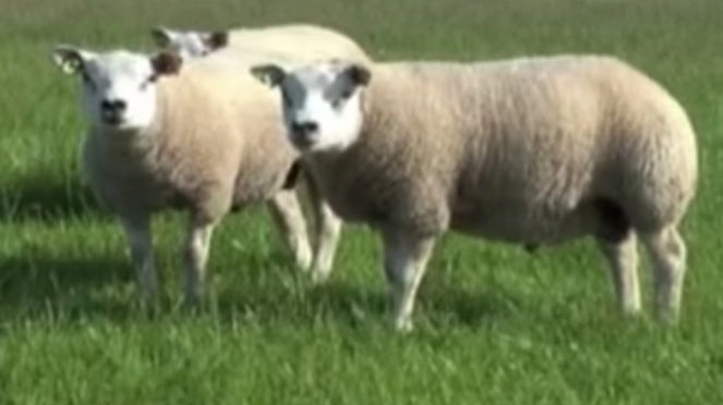 Le pecore Texel (da youtube)
