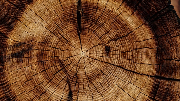 Il valore del legno nell'interior design