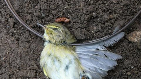 Un uccellino morto trovato sulle isole dalla Lac