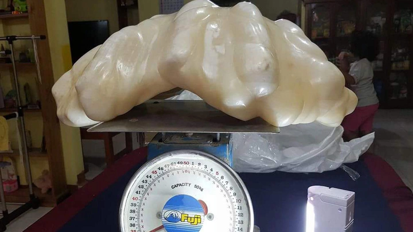 La perla filippina che pesa 34 chili (Ansa)