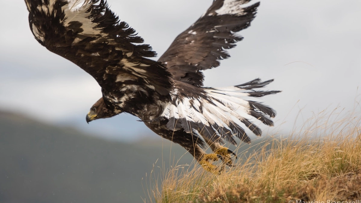 Aquila reale in una foto del WWF