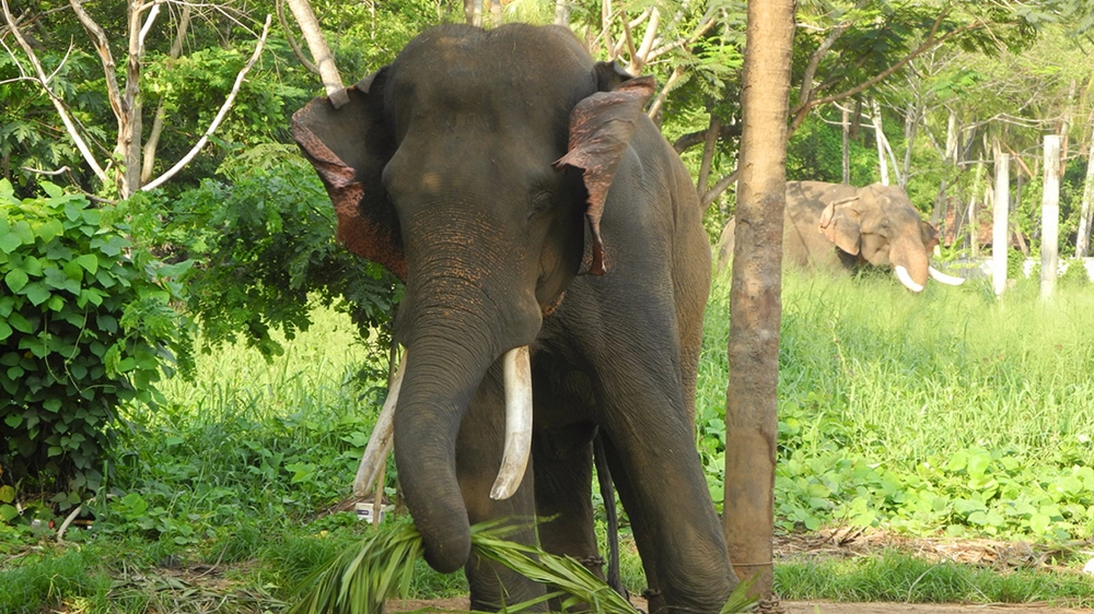 Un esemplare di elefante asiatico in India